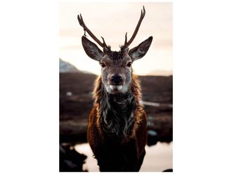 Schubiger M&ouml;bel Digitaldruck auf Glas Rentier in Der Tundra