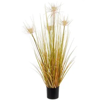 BIZZOTTO Bizzotto - Planta Des&eacute;rtica En Maceta X4f H9 - 0