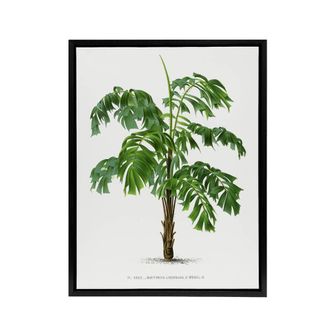 Artery8 Martinezia Lindeniana Palm Tree Kerchove Framed Canvas Wall Art Print in White | Size: W24 x H32