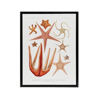 Artery8 Starfish Biodiversity Illustration Albert I Framed Canvas Wall Art in White | Size: W24 x H32