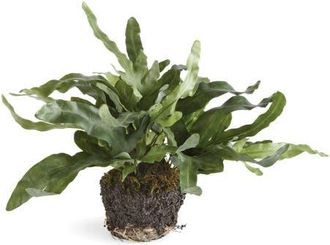 Napa Home & Garden 11.5 Echeveria Fern Drop-In Root Ball Faux Greenery Plant All Seasons at Nordstrom
