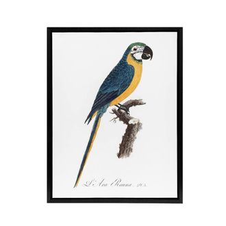 Artery8 Blue & Yellow Macaw Parrot Levaillant Framed Canvas Wall Art Print in White | Size: W24 x H32