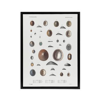 Artery8 Mollusca Shells Marine Life Augustus Gould Framed Canvas Wall Art in White | Size: W24 x H32