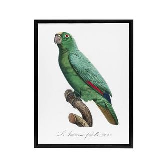 Artery8 Yellow Crowned Amazon Parrot Levaillant Framed Canvas Wall Art Print in White | Size: W24 x H32