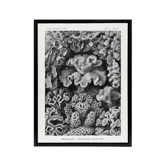 Artery8 Hexacorallia Coral Haeckel Botanical Black Framed Canvas Wall Art in White | Size: W24 x H32