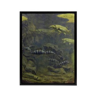 Artery8 Pike & Perch Aquarium Framed Canvas Wall Art Print Gerrit Dijsselhof in Green | Size: W24 x H32
