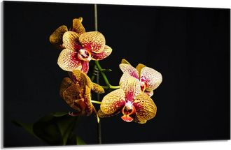 OEM Placa Protectora De Vidrio Para La Estufa 80x52 Orchidea