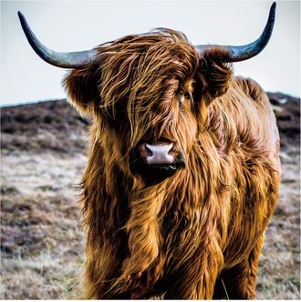 Schubiger M&ouml;bel Digitaldruck auf Glas Hochlandrind 100 x 100cm