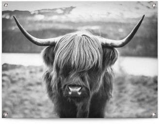 Reinders Poster »Schottische Hochlandrind«