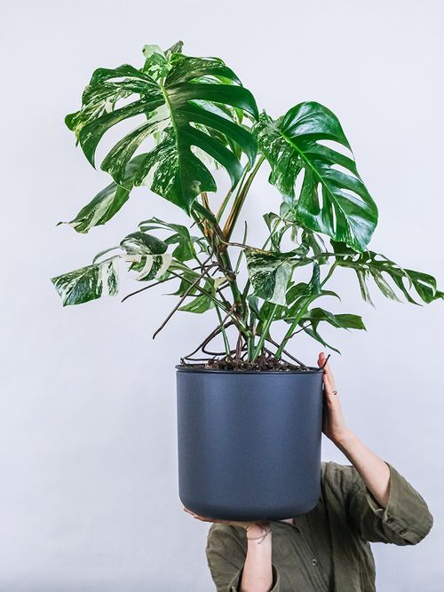 Eine Frau hält eine Monstera Deliciosa.