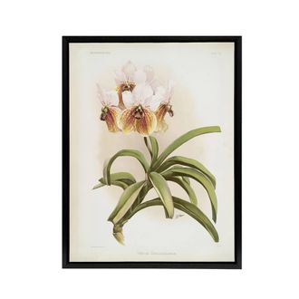 Artery8 Frederick Sander Vanda Sanderiana Orchid Flowers Framed Canvas Art | Size: W24 x H32