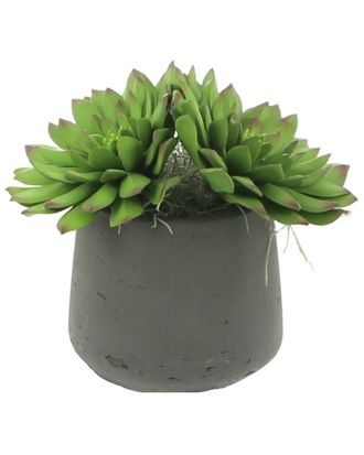 Creative Displays Inc. Echeveria Succulents In Black Fiberstone Pot