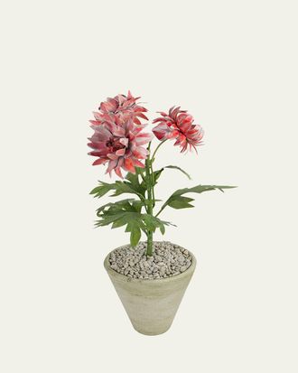 Tommy Mitchell Crysanthemum November Birth Flower in White Terracotta Pot
