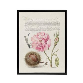 Artery8 Damselfly Rose Chestnut Spider Calligraphy Framed Canvas Wall Art in White | Size: W24 x H32