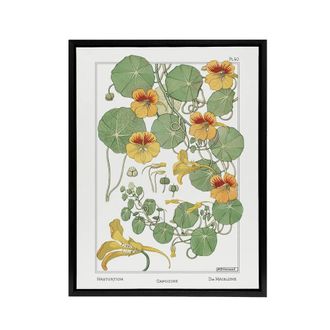 Artery8 Nasturtium Flower Framed Canvas Wall Art Print Vintage Floral Verneuil in White | Size: W24 x H32