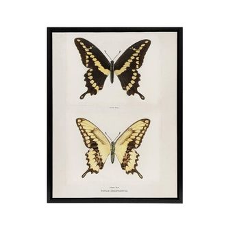Artery8 Giant Swallowtail Butterfly Sherman Denton Framed Canvas Wall Art in White | Size: W24 x H32