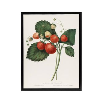 Artery8 Boston Pine Strawberry Plant Hovey Black Framed Canvas Wall Art in White | Size: W24 x H32