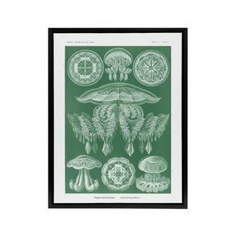 Artery8 Discomedusae Jellyfish Species Haeckel Botanical Framed Canvas Art in Green | Size: W24 x H32