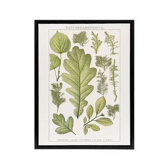 Artery8 Plant Lover Leaves Brockhaus Lexikon Black Framed Canvas Wall Art in White | Size: W24 x H32