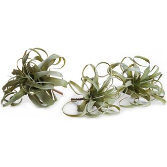 Napa Home & Garden Tillandsia Set of 3 in Green at Nordstrom