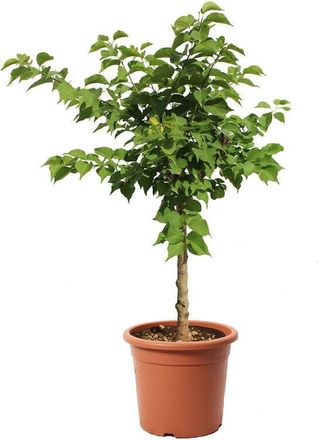 Kentis Albero di Albicocco Nano - Pianta da Frutto da Giardino - Prunus Armeniaca - Vaso &oslash; 24 cm