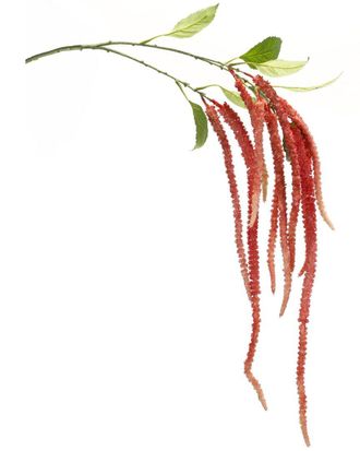 Melrose International Set Of 4 Amaranthus Floral Stem