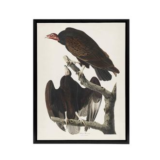 Artery8 Turkey Buzzard Vulture Audubon Nature Black Framed Canvas Wall Art in White | Size: W24 x H32