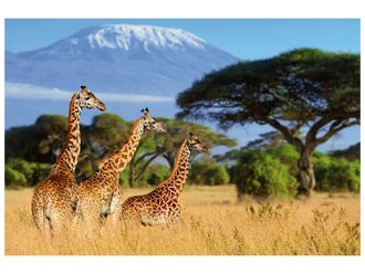 Schubiger M&ouml;bel Digitaldruck auf Acrylglas Giraffen in Der Savanne