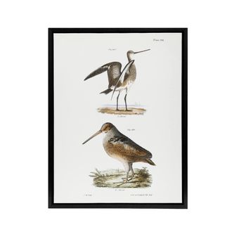 Artery8 James De Kay Ring Tailed Marlin & American Woodcock Framed Canvas Art in White | Size: W24 x H32