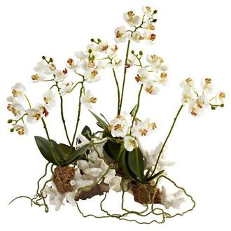 Nearly Natural Mini Phalaenopsis Set on Coral in White at Nordstrom