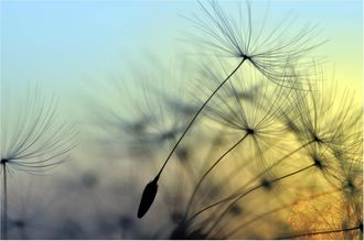 Schubiger M&ouml;bel Digitaldruck auf Acrylglas Pusteblume 1