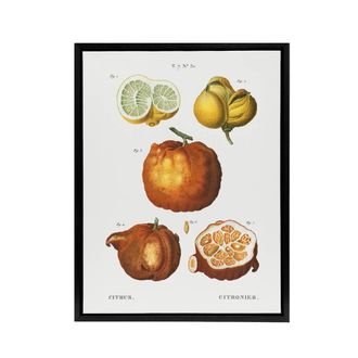 Artery8 Citrus Fruit Illustration Redoute Vintage Black Framed Canvas Wall Art in White | Size: W24 x H32