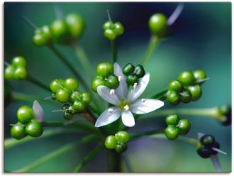Artland Wandbild »Bärlauchblüte« Blumen 1 Stk. tlg. als Leinwandbild, Poster in verschied. Grössen