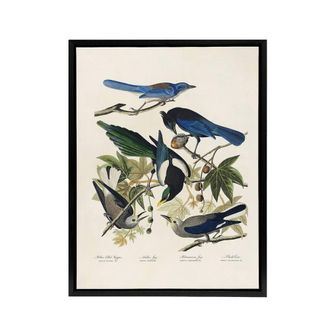 Artery8 Magpie Clarks Crow & Jays Audubon Nature Black Framed Canvas Art in White | Size: W24 x H32