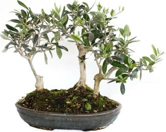 Kentis Bonsai Olea Europaea - Bonsai Boschetto 3 Ulivi - h 30-35 cm Vaso &oslash; 30 cm