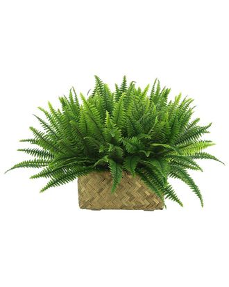 Creative Displays Inc. Fern Basket Arrangement