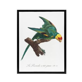 Artery8 The Yellow Crowned Parakeet Levaillant Framed Canvas Wall Art Print in White | Size: W24 x H32
