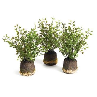 Napa Home & Garden Maidenhair Drop-Ins Set of 3 in Green at Nordstrom