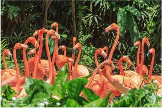 Schubiger M&ouml;bel Digitaldruck auf Acrylglas Nette Flamingo Familie