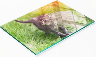 OEM Tabla De Servir De Cristal Para Cocina Con Estampado De Gato Y Diente De Le&oacute;n, 80x52 Cm