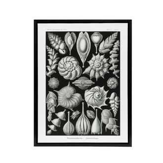 Artery8 Thalamophora Forams Shells Haeckel Botanical Black Framed Canvas Art | Size: W24 x H32
