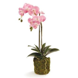 Napa Home & Garden Phalaenopsis Orchid Drop-In 23 in Pink at Nordstrom