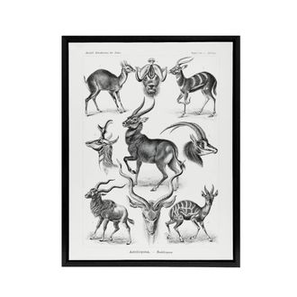 Artery8 Antelope Savanna Africa Haeckel Botanical Black Framed Canvas Wall Art in White | Size: W24 x H32