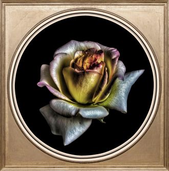 Queence Acrylglasbild »Rose« Blumenbilder Gemälde Kunst Pflanzen Pflanzenbilder Fine Art-Print in Galeriequalität