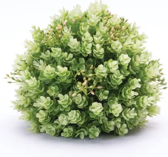 Melrose International Foliage Half Orb (Set of 2) - Green