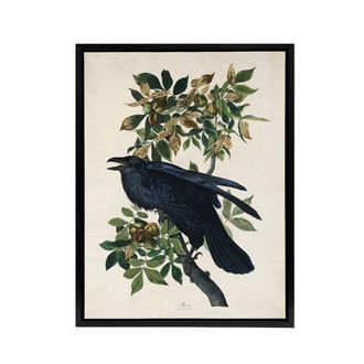 Artery8 Birds of America Raven Audubon Nature Black Framed Canvas Wall Art in White | Size: W24 x H32