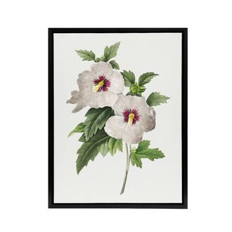 Artery8 Hibiscus Flower Illustration Redoute Black Framed Canvas Wall Art in White | Size: W24 x H32