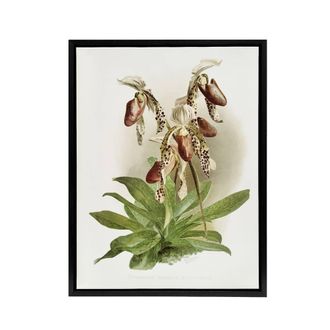 Artery8 F Sander Cypripedium Morganiae Orchid Flowers Framed Canvas Art | Size: W24 x H32
