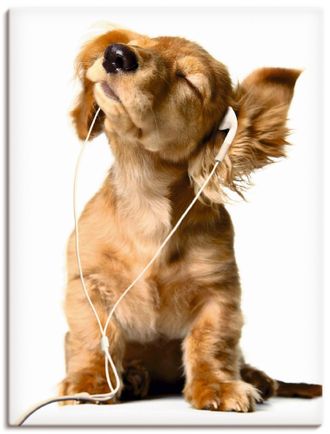 Artland Leinwandbild »Junger Hund hört Musik über Kopfhörer« Haustiere 1 Stk. tlg. als Leinwandbild, Poster, Wandaufkleber in verschied. Grössen