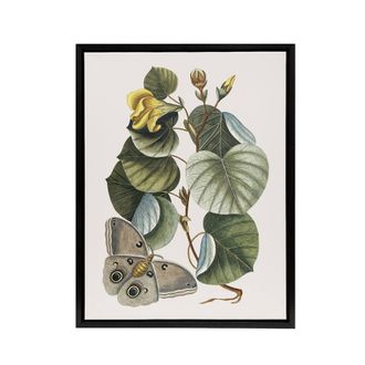 Artery8 Ketmia Hibiscus Flower & Butterfly Catesby Black Framed Canvas Art | Size: W24 x H32